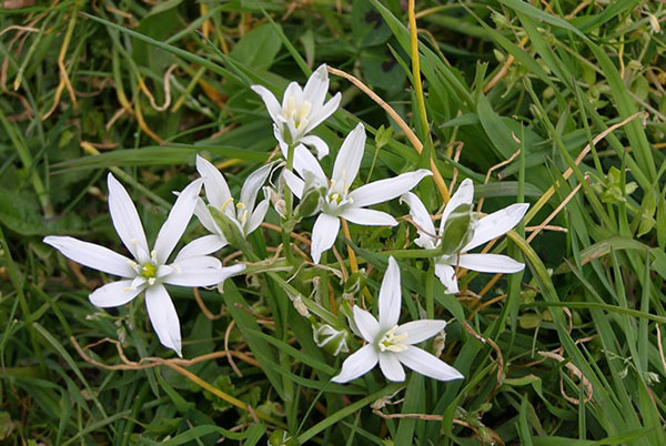 plants herbs natural